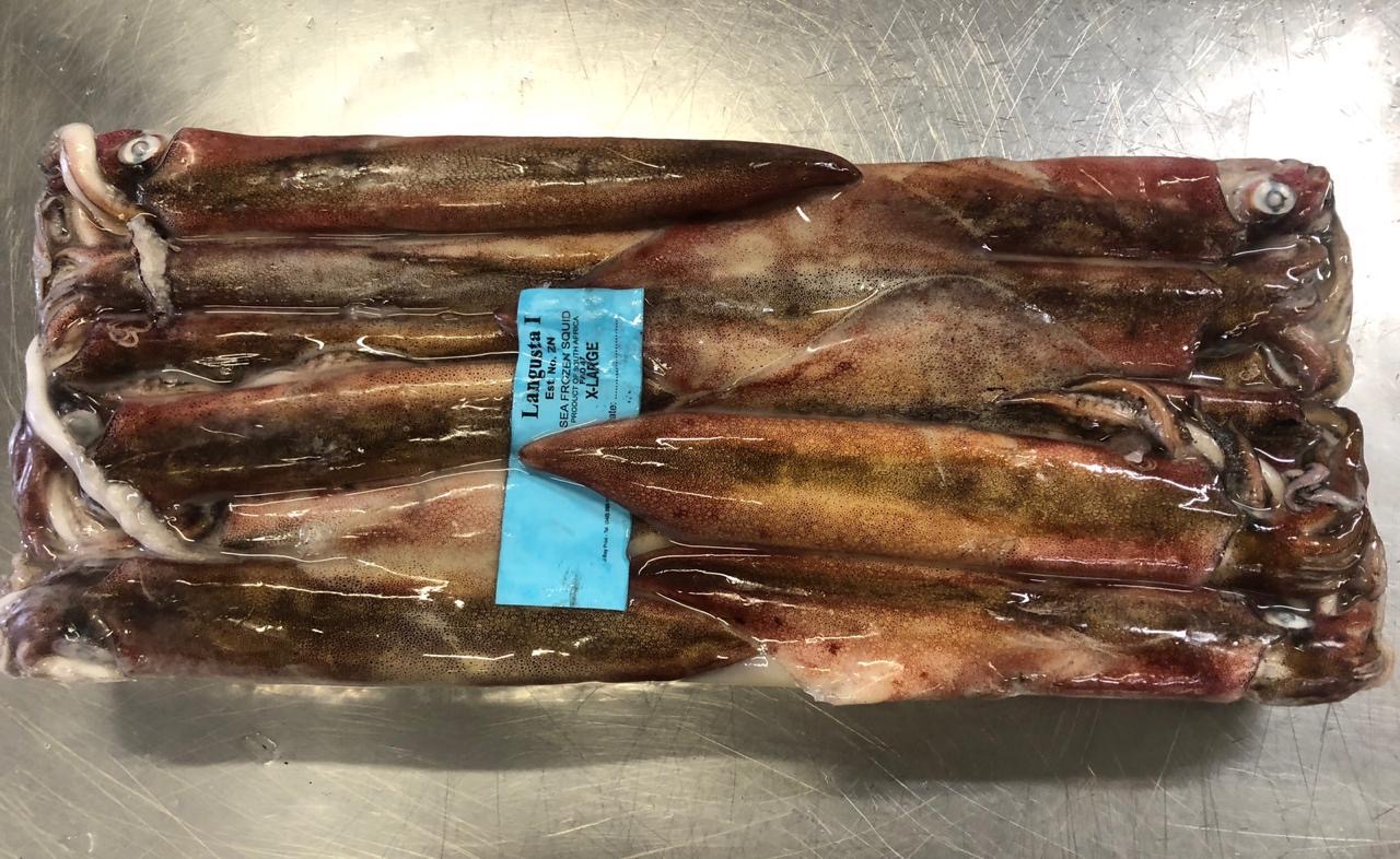 Chokka squid catch Letap Fishing